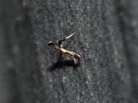 Dogwood Caloptilia Moth